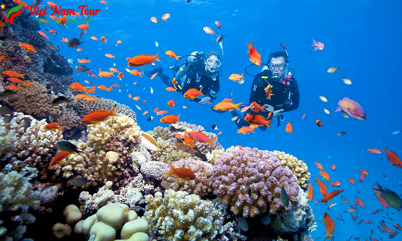 Tour Cù Lao Chàm Đà Nẵng